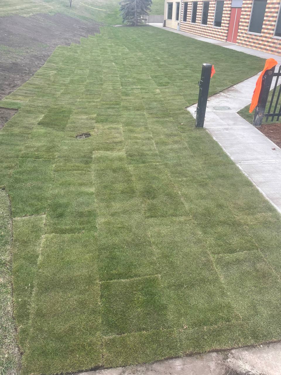 Newly installed sod lawn with visible seams in a residential yard