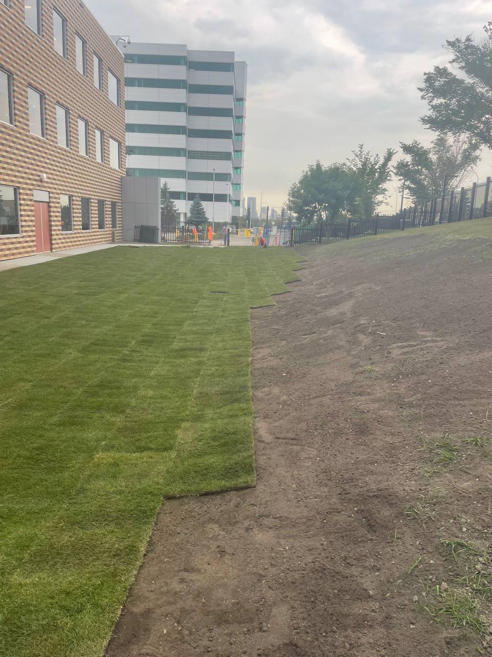 Newly laid sod installation in progress with rolled turf being placed on prepared ground